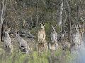 Neugierige Känguru Familie