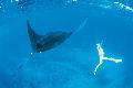 Schnorcheln mit Mantarochen