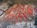 Aboriginal Felsmalerei Urmutter