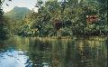 Silky Oaks Lodge