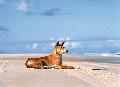Dingo am Strand
