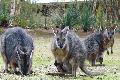 Wallabies auf Kangaroo Island