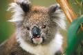 Koala auf kangaroo Island
