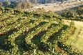 Im Barossa Valley