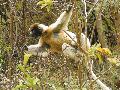 Sifaka Lemur