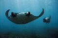 Tauchen mit Mantas