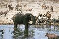 Wasserstelle im Etosha Nationalpark