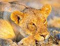 Löwe auf der Lauer im Etosha Nationalpark