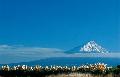 Mount Taranaki