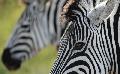 Zebras im Krüger Nationalpark
