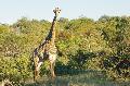 Giraffe im Busch