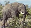 Elefant im Krüger Nationalpark