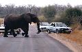 Elefant überquert die Straße