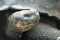 Schildkröte auf den Galapagos
