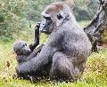 Gorillamama und Kind