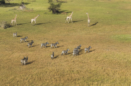 Flugsafaris Teaserbild