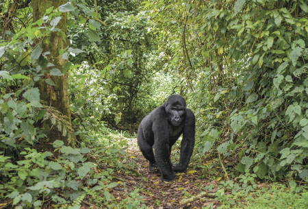 Uganda | Ruanda Teaserbild