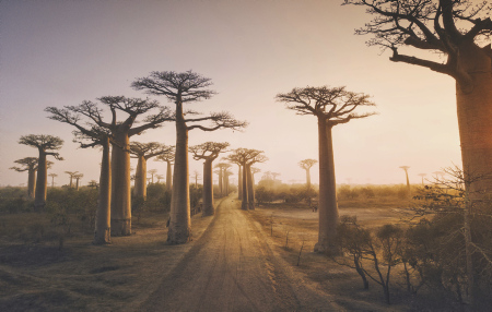 Madagaskar Teaserbild